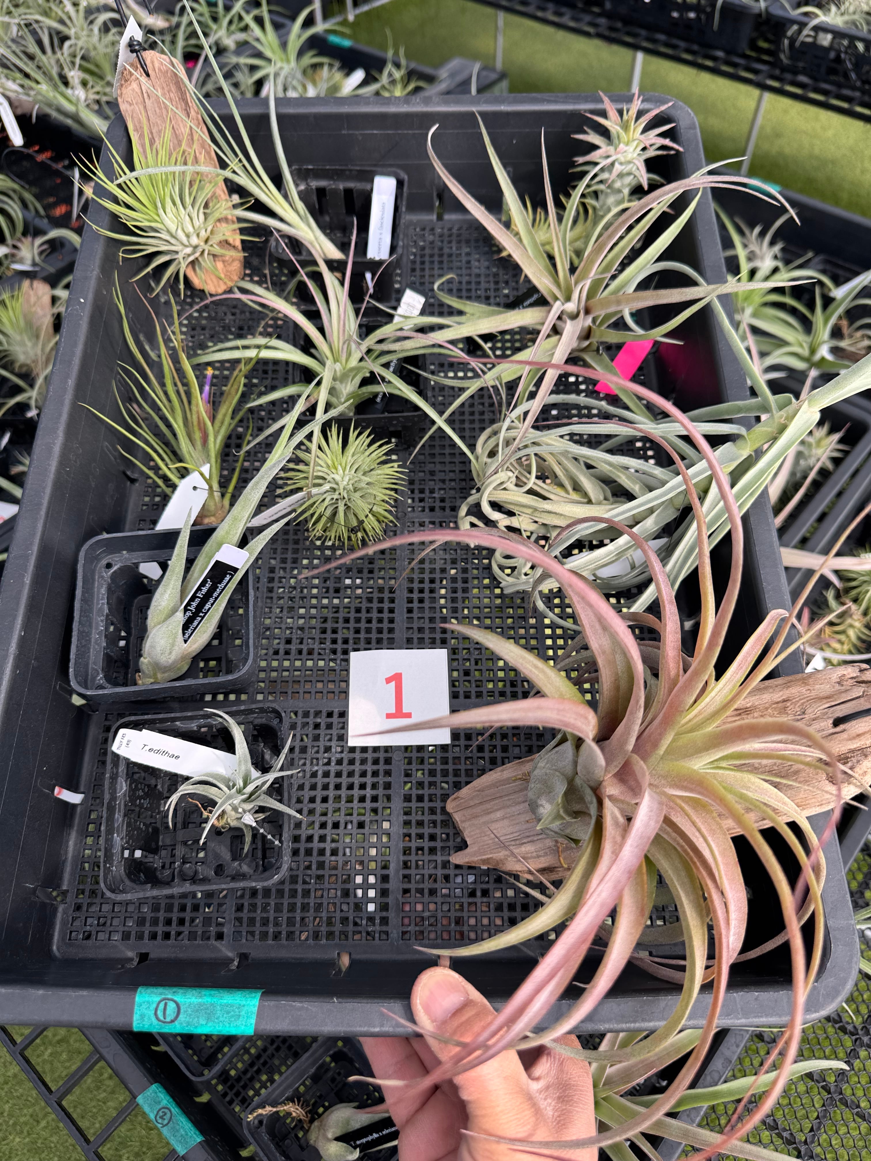 キセログラフィカxイオナンタ① xerographica x ionantha | クルール