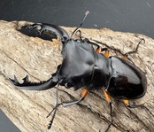 【WD】《インペリアリスツヤ亜種komorii バタラザ産 65mm ペア》