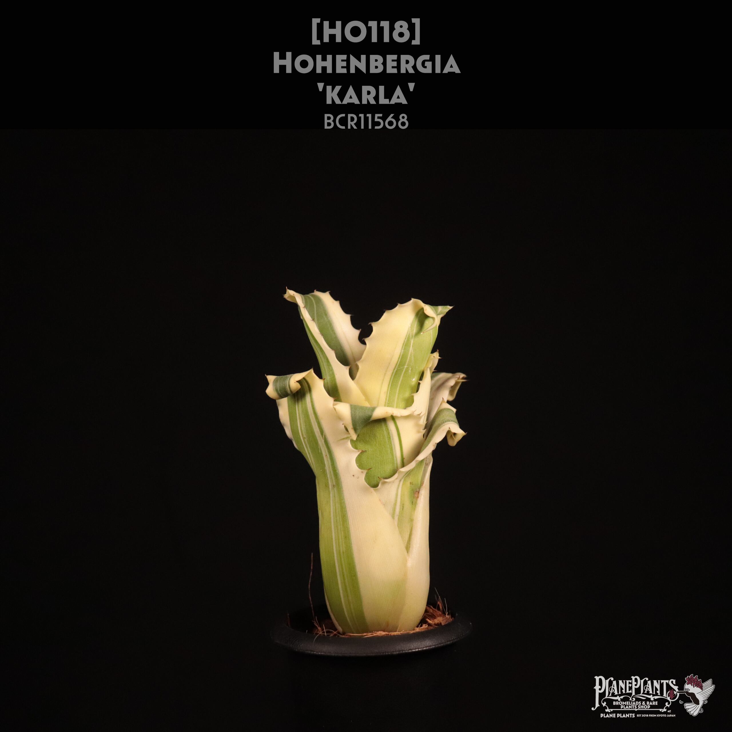 送料無料】Hohenbergia 'Karla'〔ホヘンベルギア〕現品発送H0118
