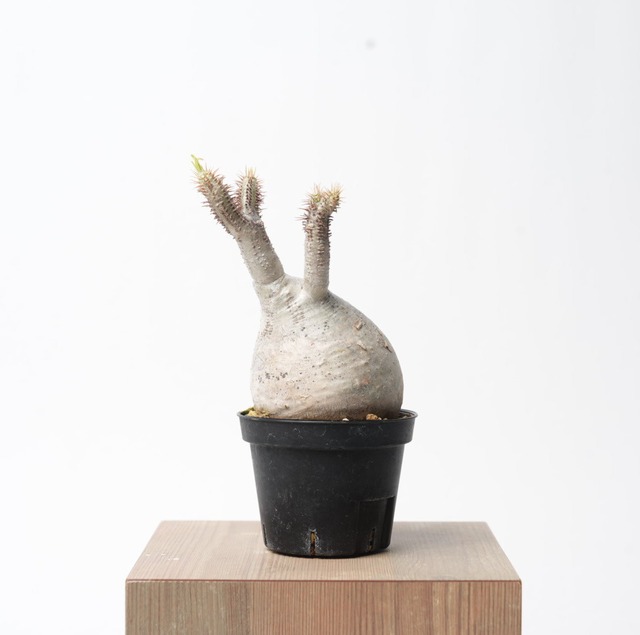 パキポディウム グラキリス no.1〈発根済み〉