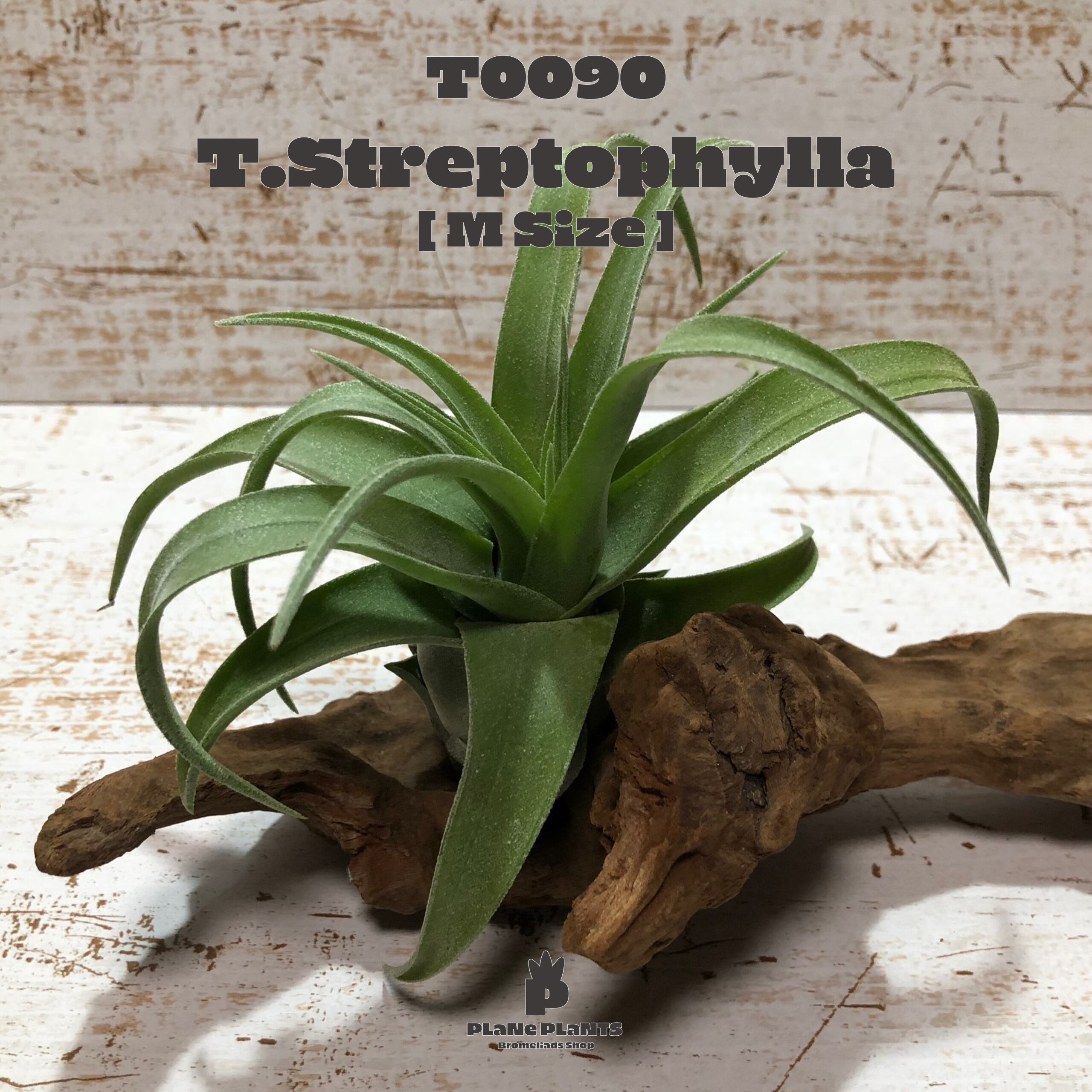 【送料無料】ストレプトフィラM〔エアプランツ〕現品発送T0090