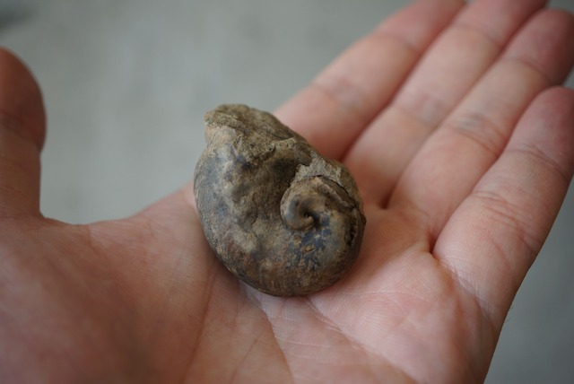 ボリビア産カタツムリ(腹足類)化石 Gastropod Fossil 1349