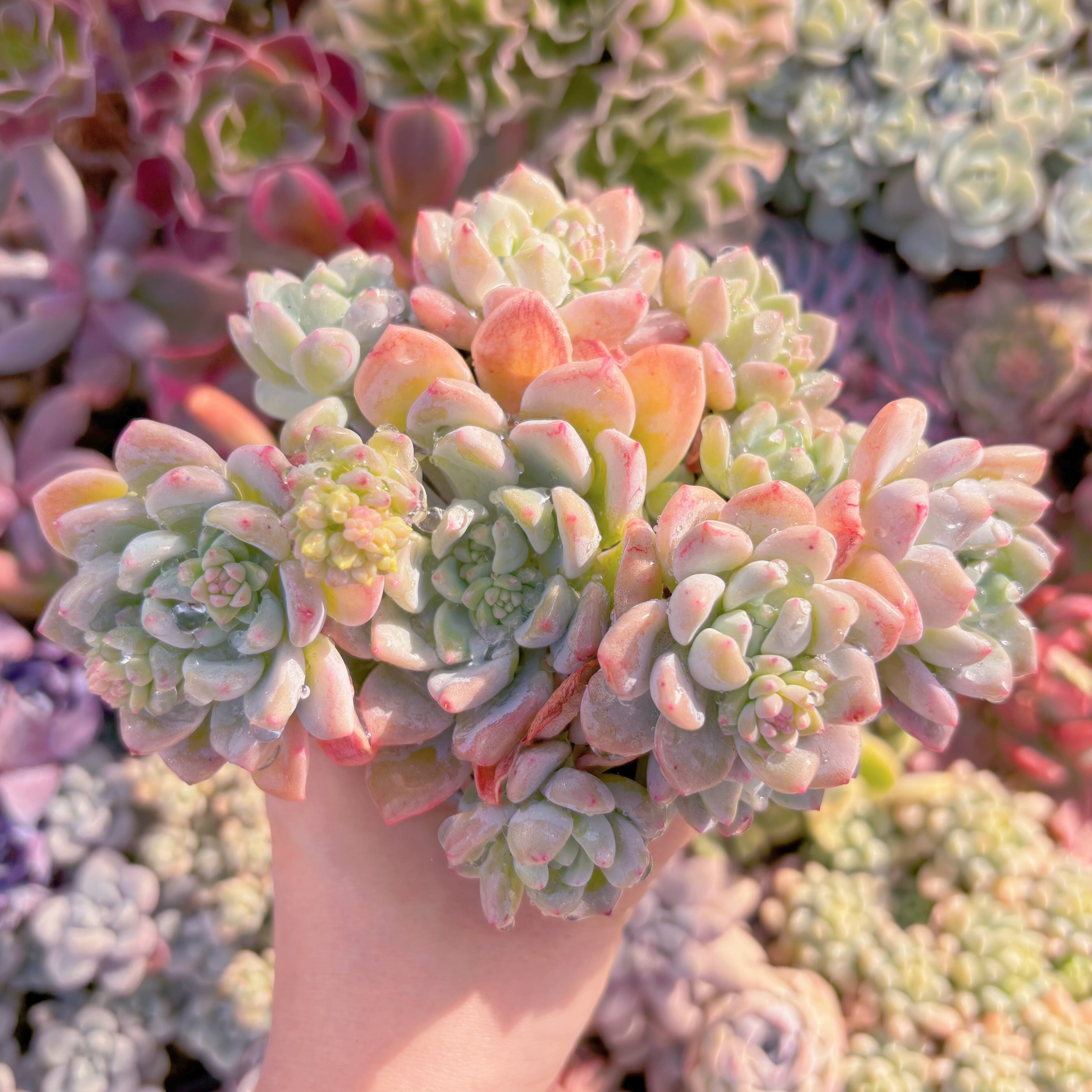 現品　千本桜#041　るる農園