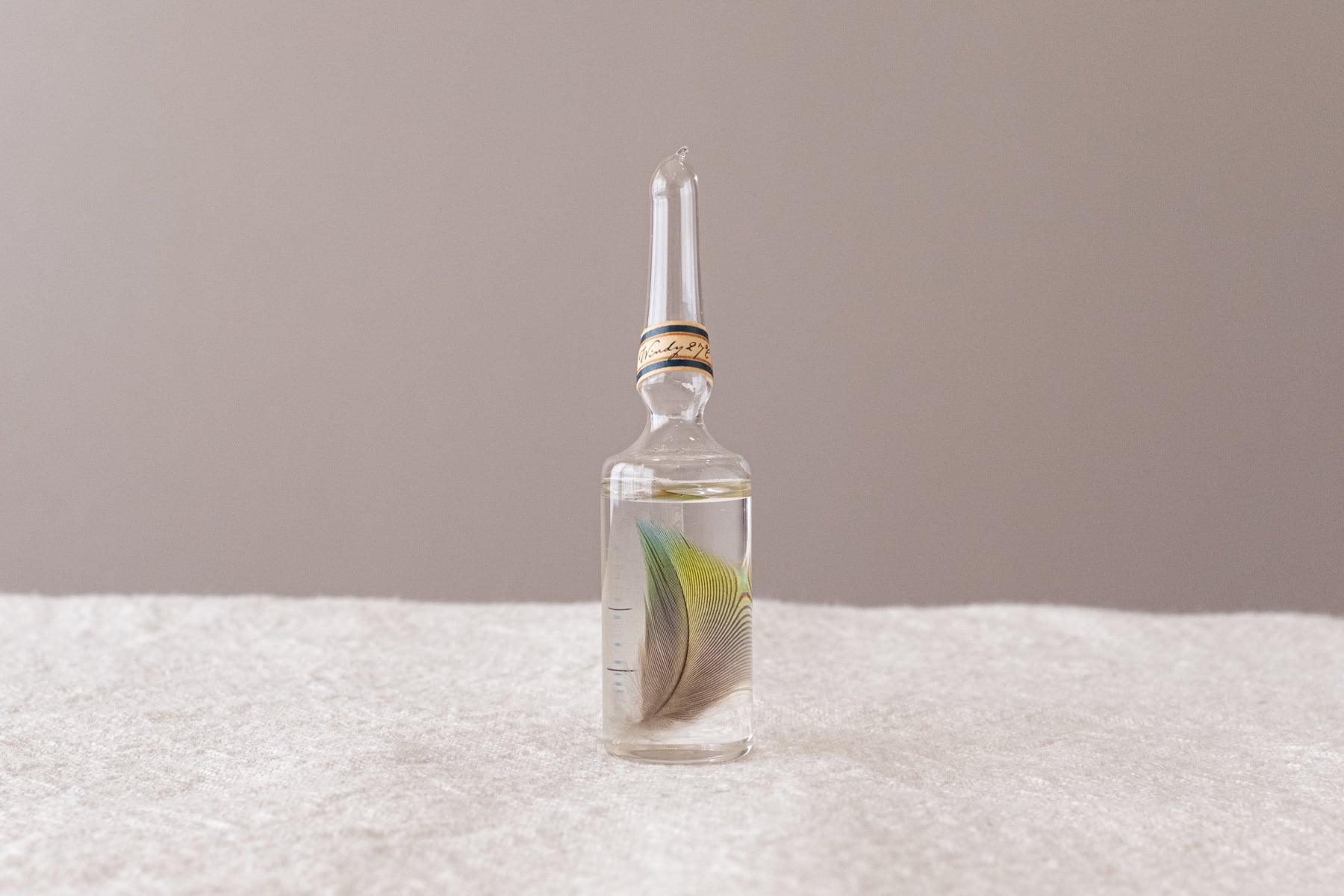 風の標本 - 羽 | ATELIER de MIOMORI｜アトリエ・ド・ミオモリ