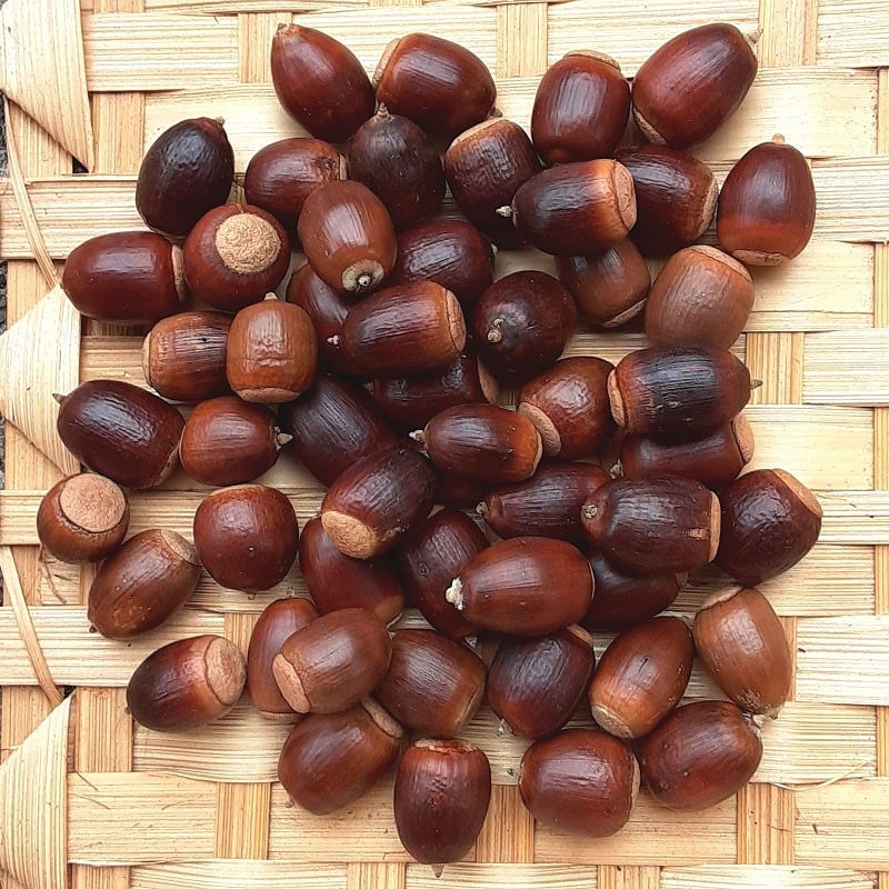 クヌギ・アベマキのどんぐり 小 徳用 50+3個 | 木の実通販の shop