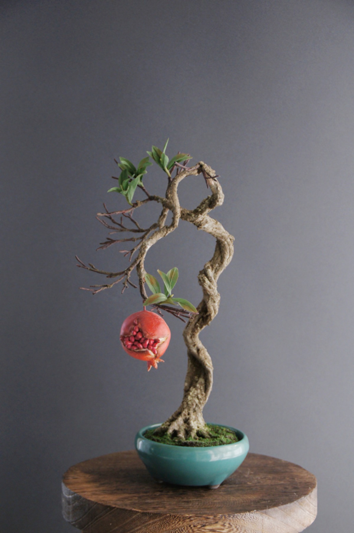 盆栽 ザクロ Pomegranate Bonsai #10 | Oh! BONSAI