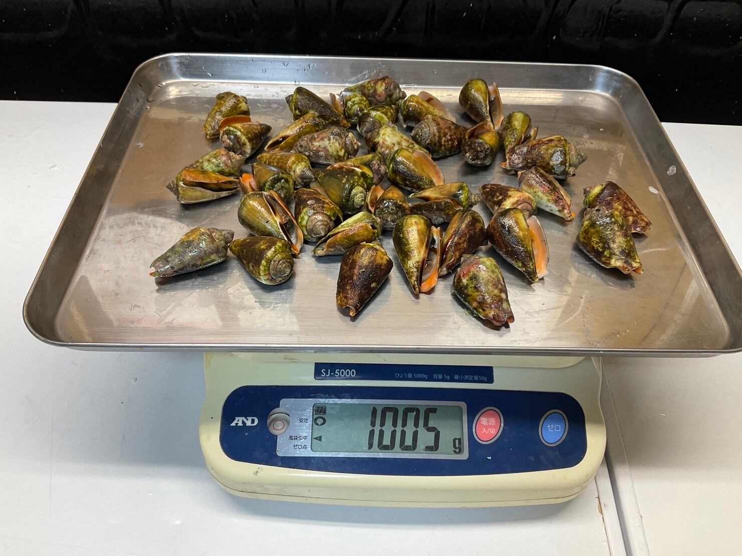 謹製】チャンバラ貝/マガキガイ/特大サイズ/酒茹で/500g【冷凍