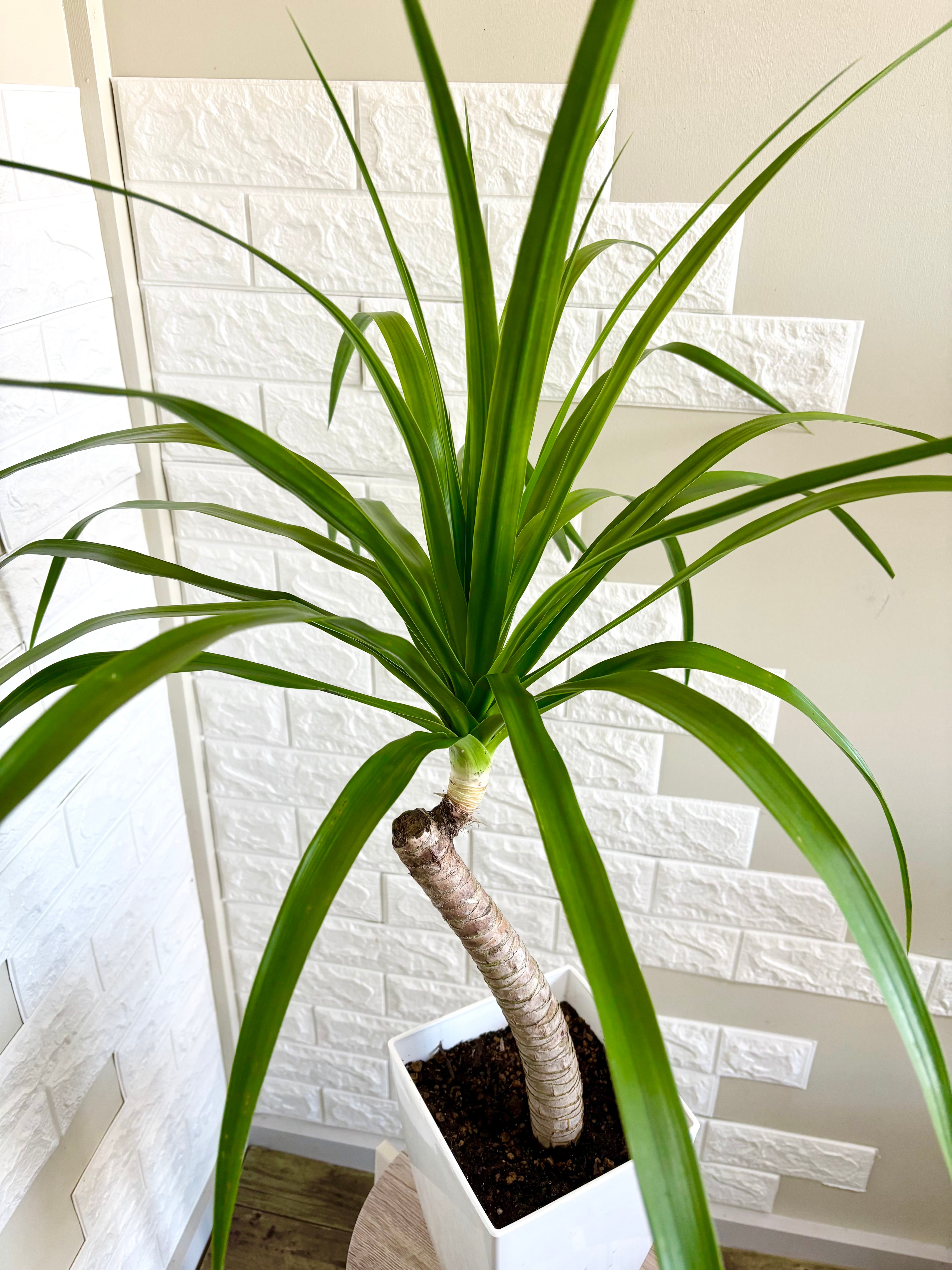 希少⭐️ドラセナカンボジアーナ 観葉植物 | 観葉植物のお店 feerie