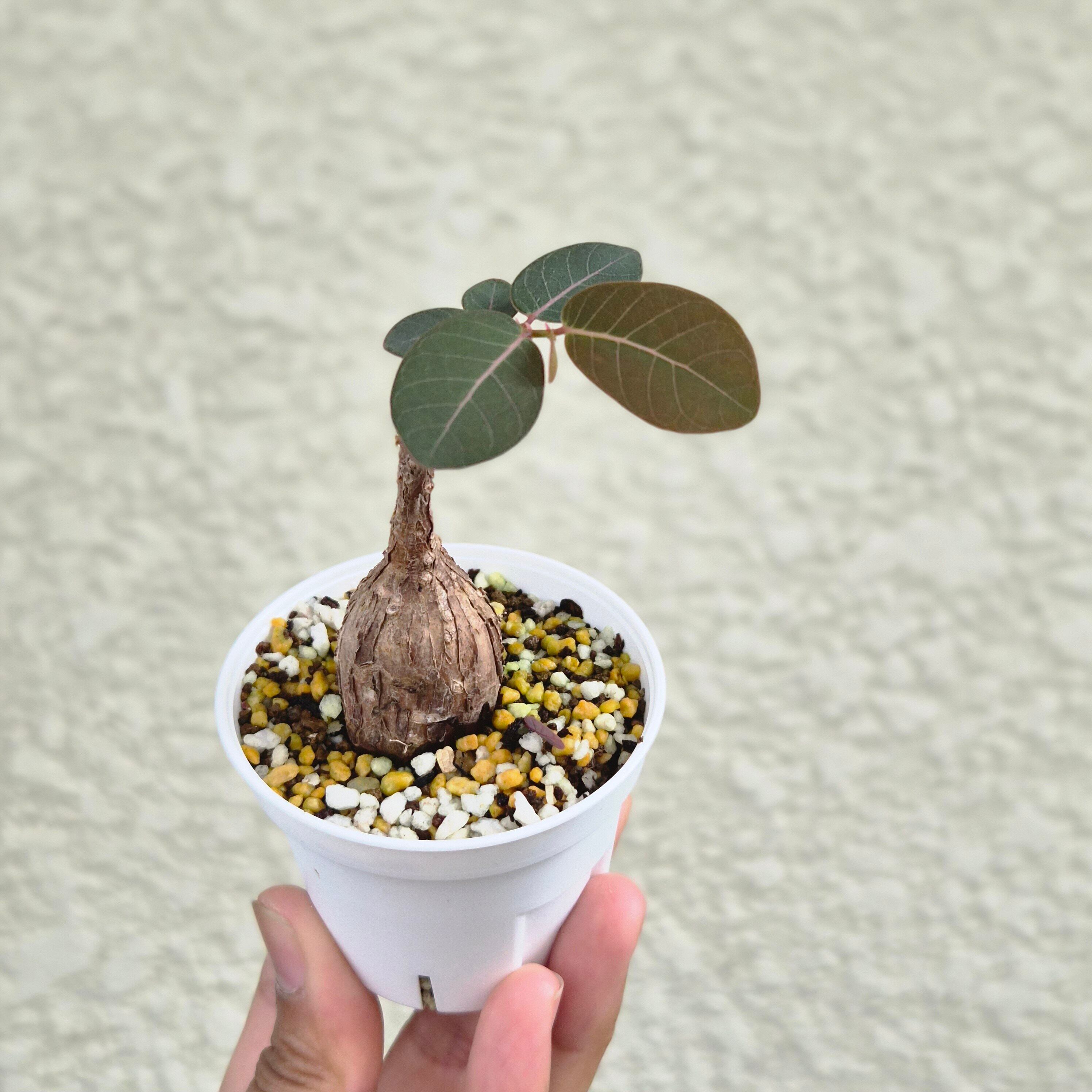 ⑬Sサイズ〚フィランサス・ミラビリス〛Phyllanthus Mirabilis 塊根植物 コーデックス ポット発送