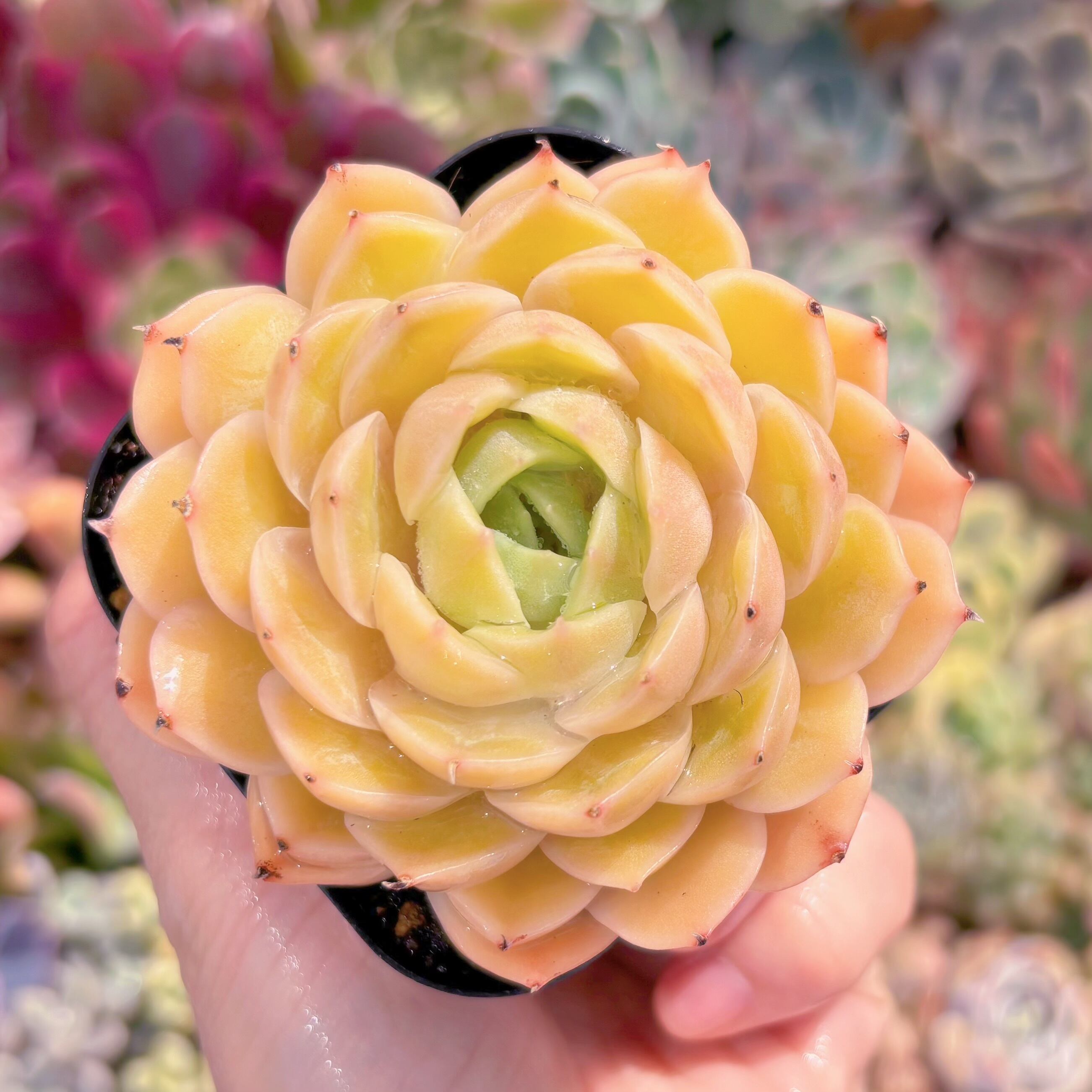 現品　オンスロー#C43  るる農園