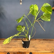 【クリアランス】モンステラ ボルシギアナ オーレア(黄斑)【1050】