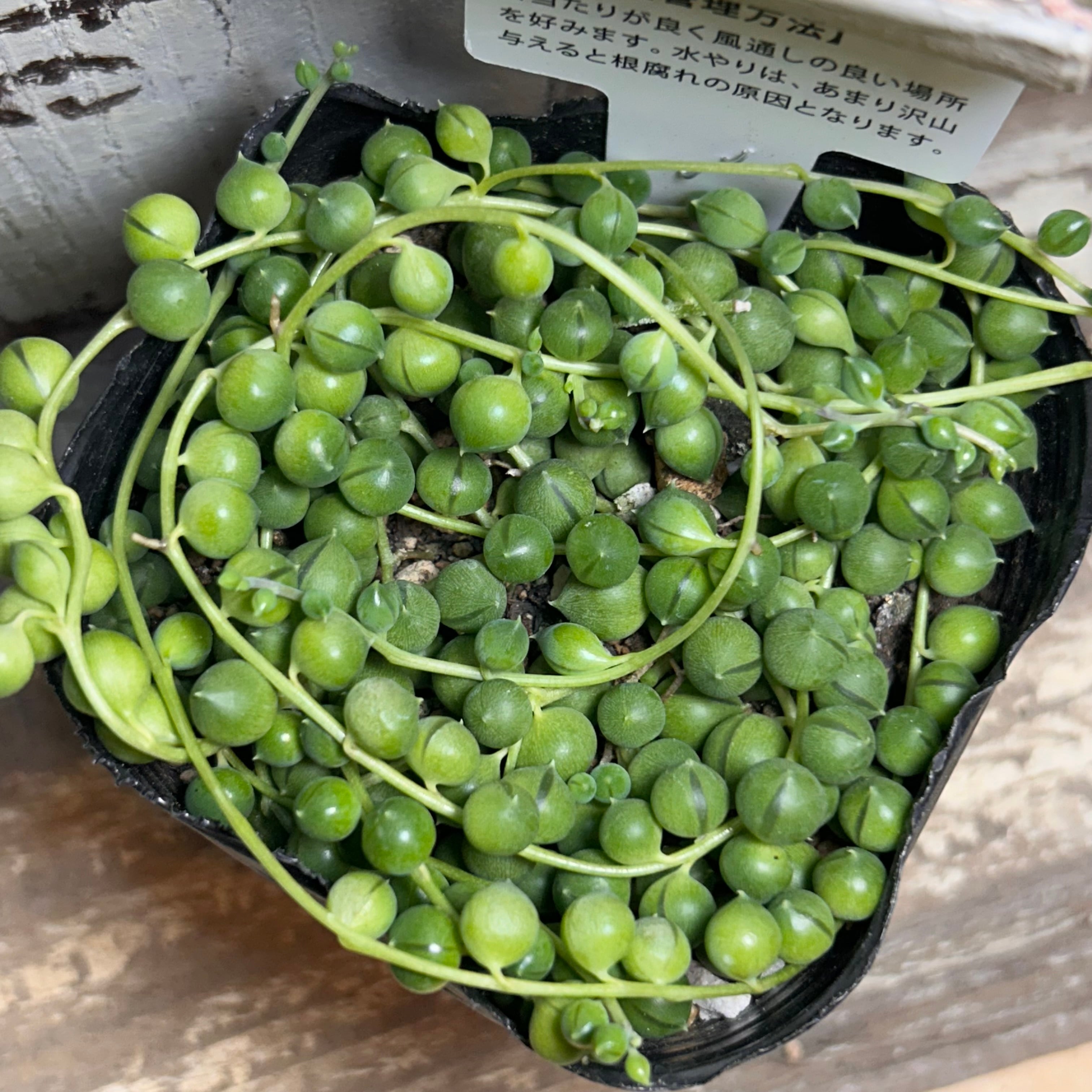 グリーンネックレス | RuPo 多肉植物専門店