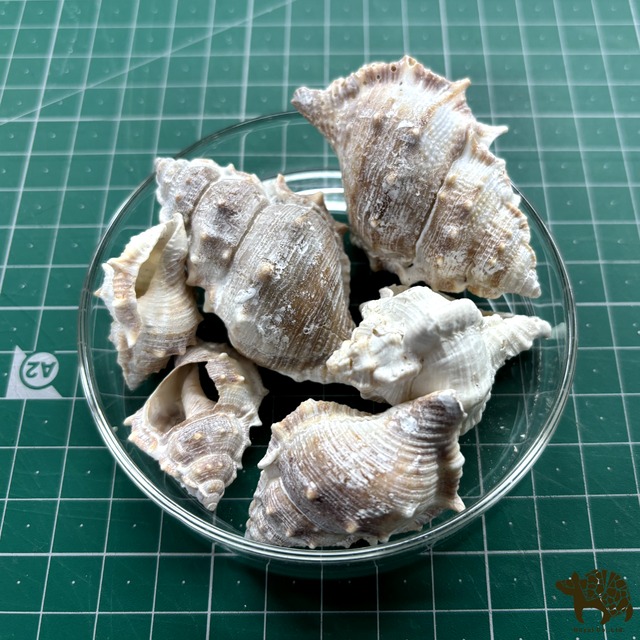 貝殻② 巻貝 6個入り 約3-6cm  パーツ 手芸 インテリア
