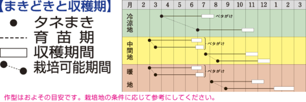 ニンジン「恋ごころ」（P小袋）・画像4