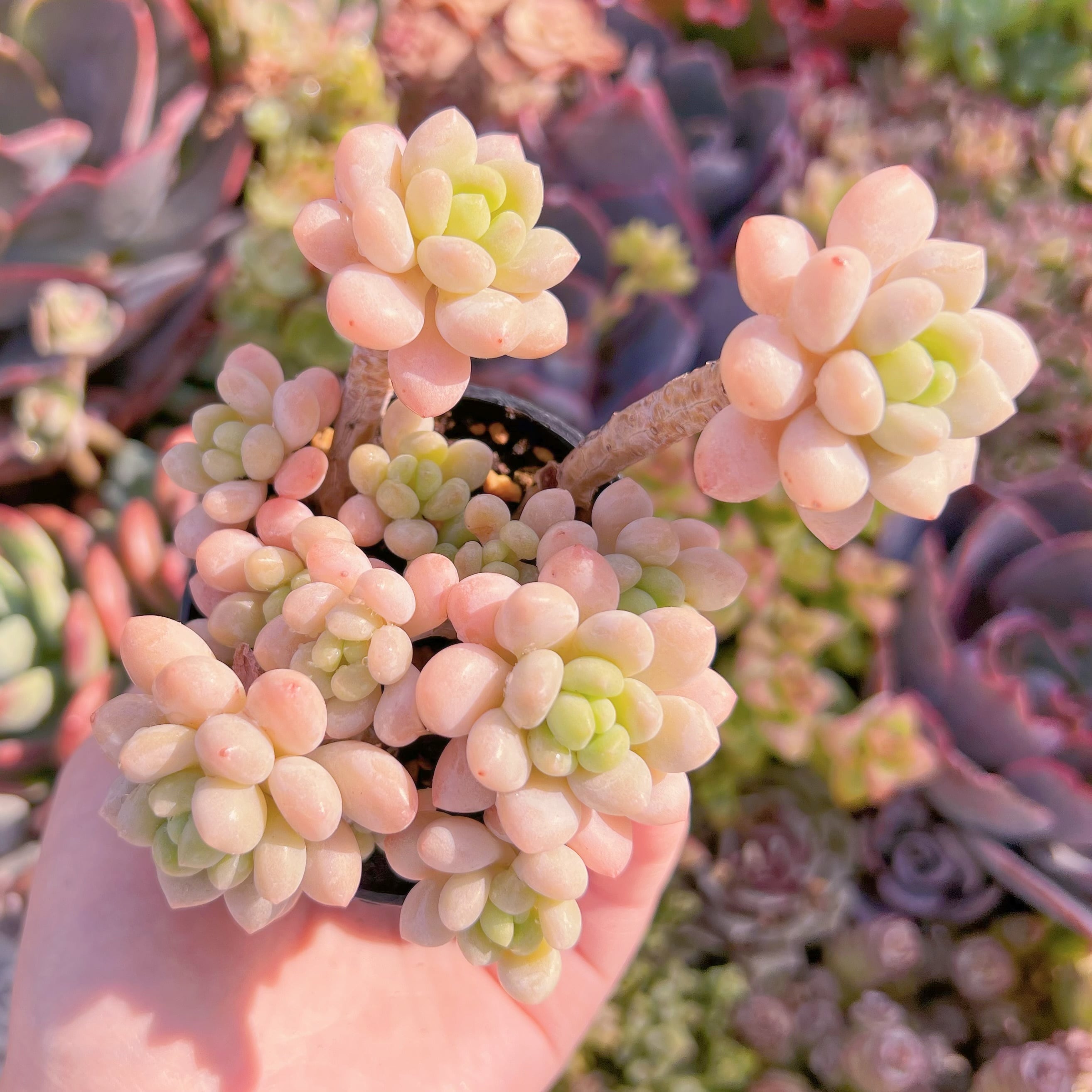 現品　Daphne#K119　群生　るる農園