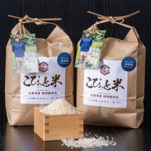 【令和7年産・新米】冷めても美味しい！【五百川】白米・4kg　特別栽培米　こぴっと米