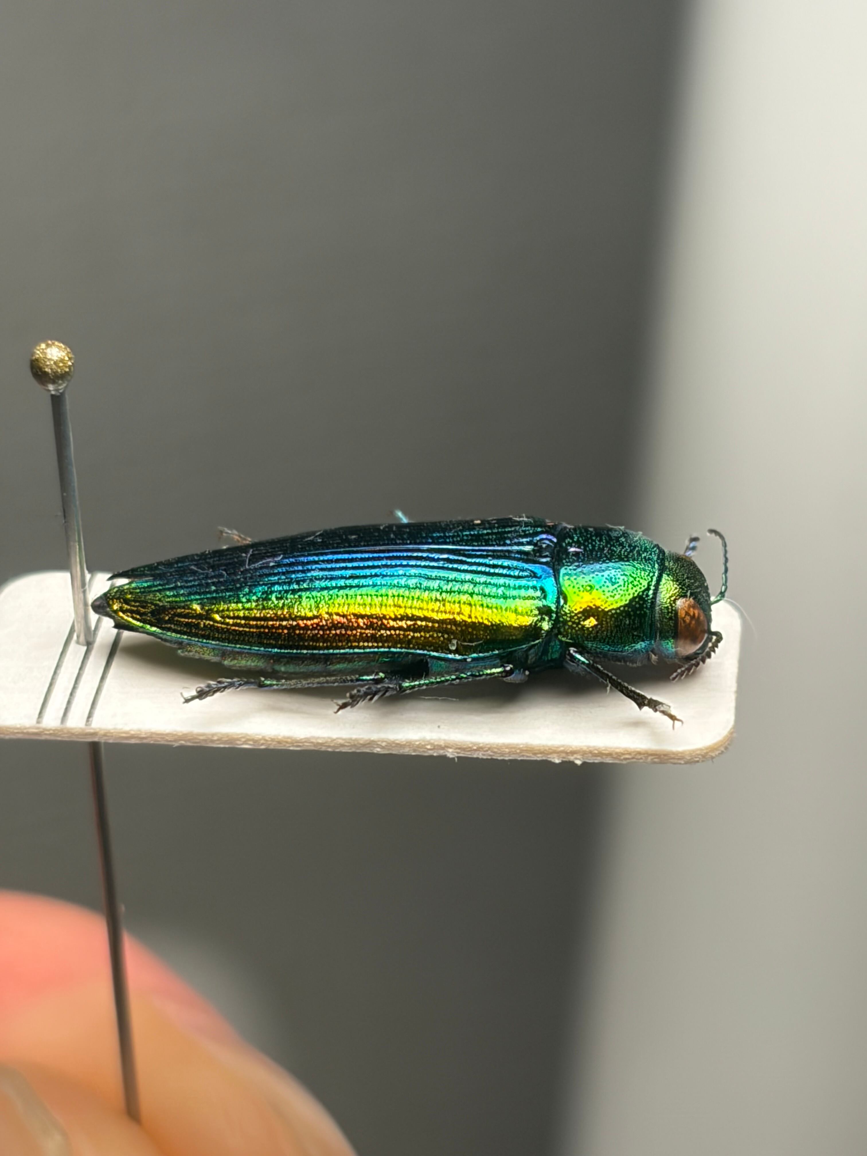 青玉虫最高峰】エゾアオタマムシ 昆虫標本 コブハムシ ハムシ