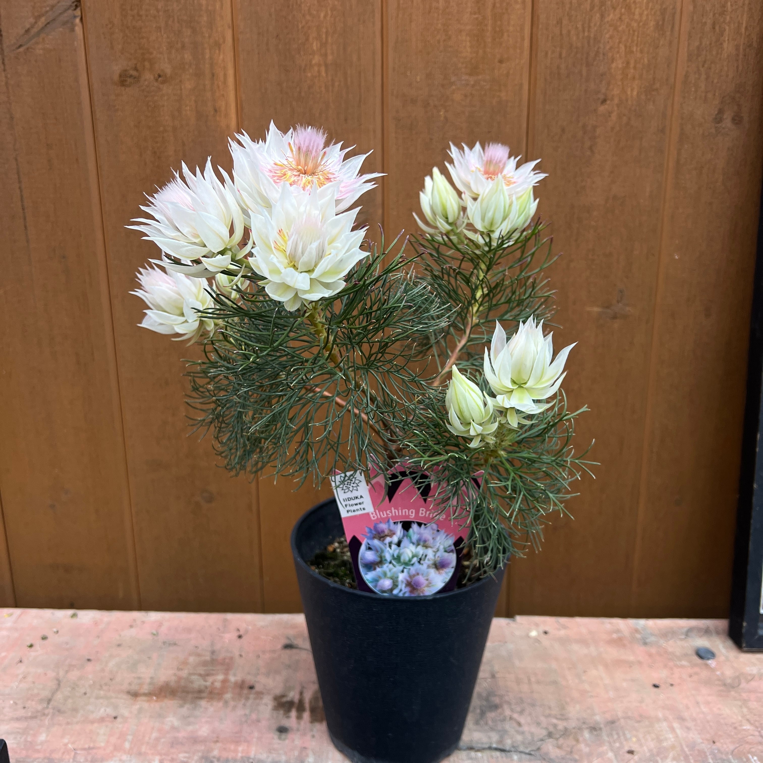 ジョーイセルリア ブラッシングブライド③ | 沼ノ上農園