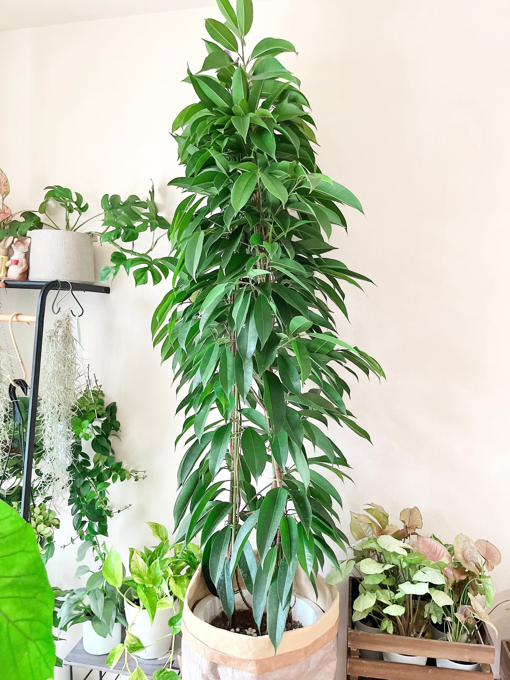 観葉植物 フィカス リン 希少 A