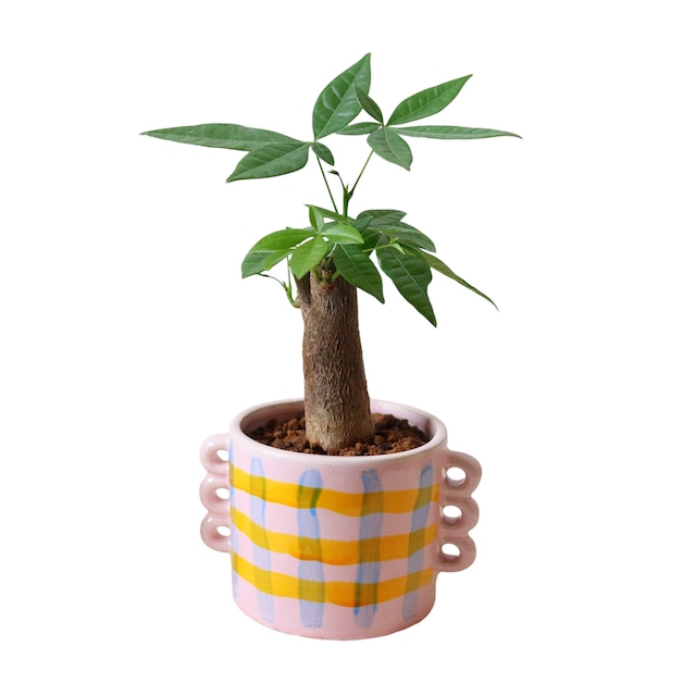 パキラ（25cm）