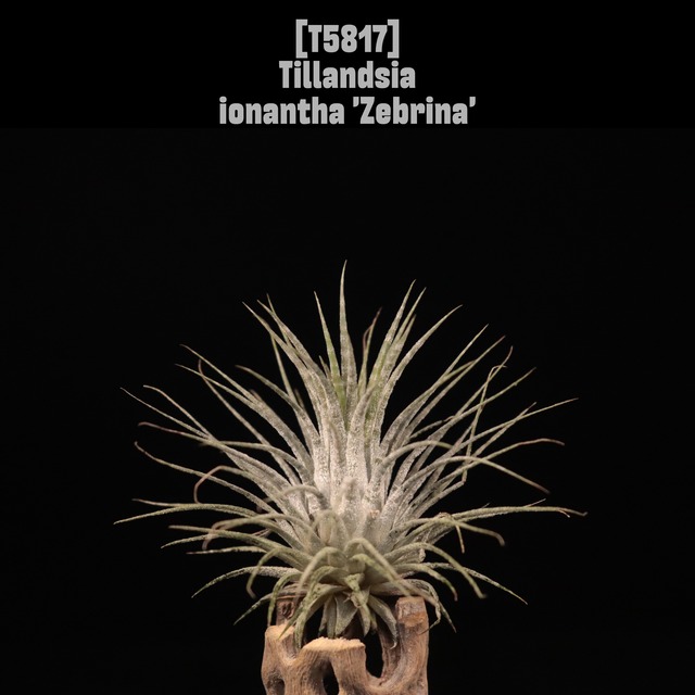 【送料無料】ionantha var. vanhyningii 'Dumbo'〔エアプランツ〕現品発送T5565