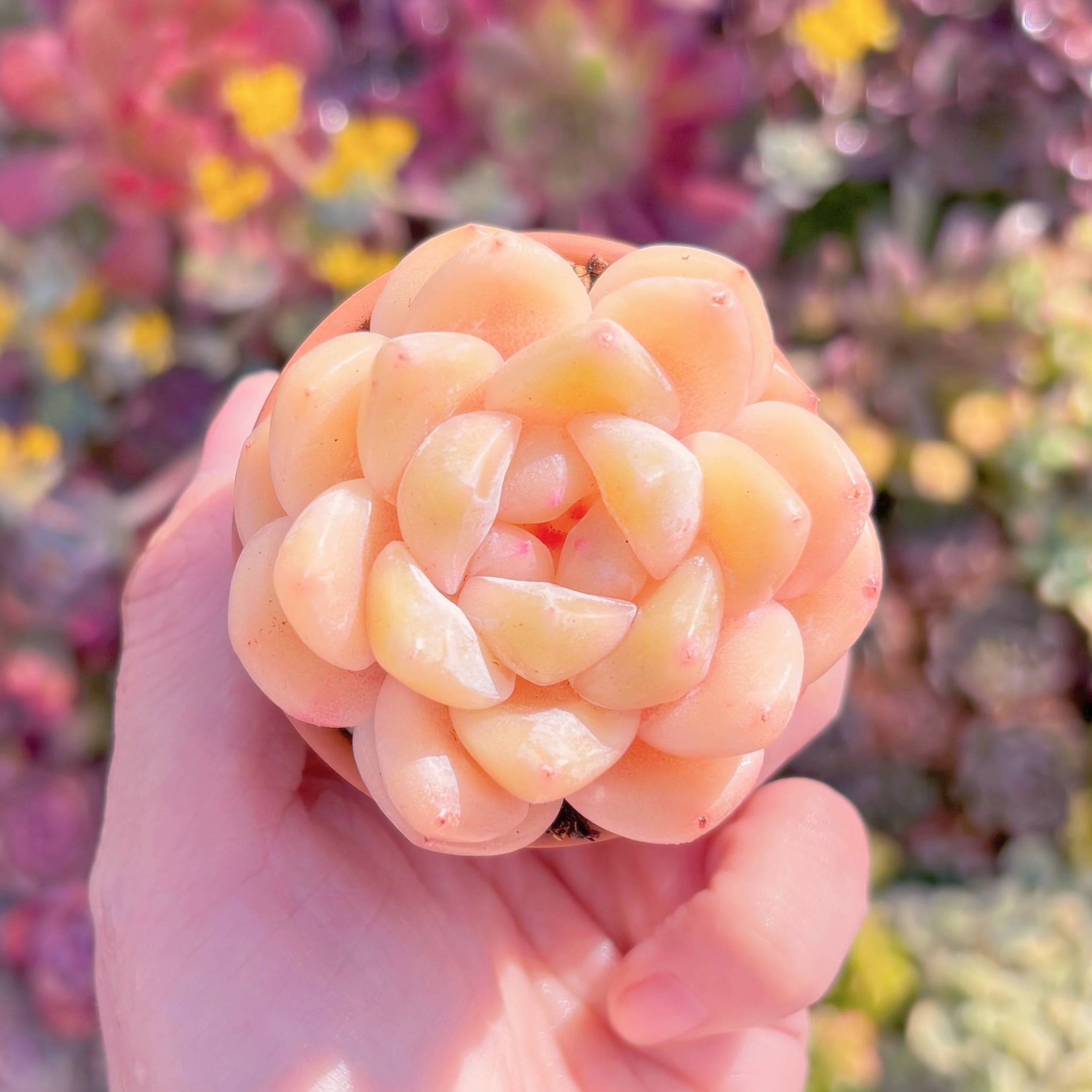 多肉植物　新品種　ピンクゼリー　新入荷　るる農園