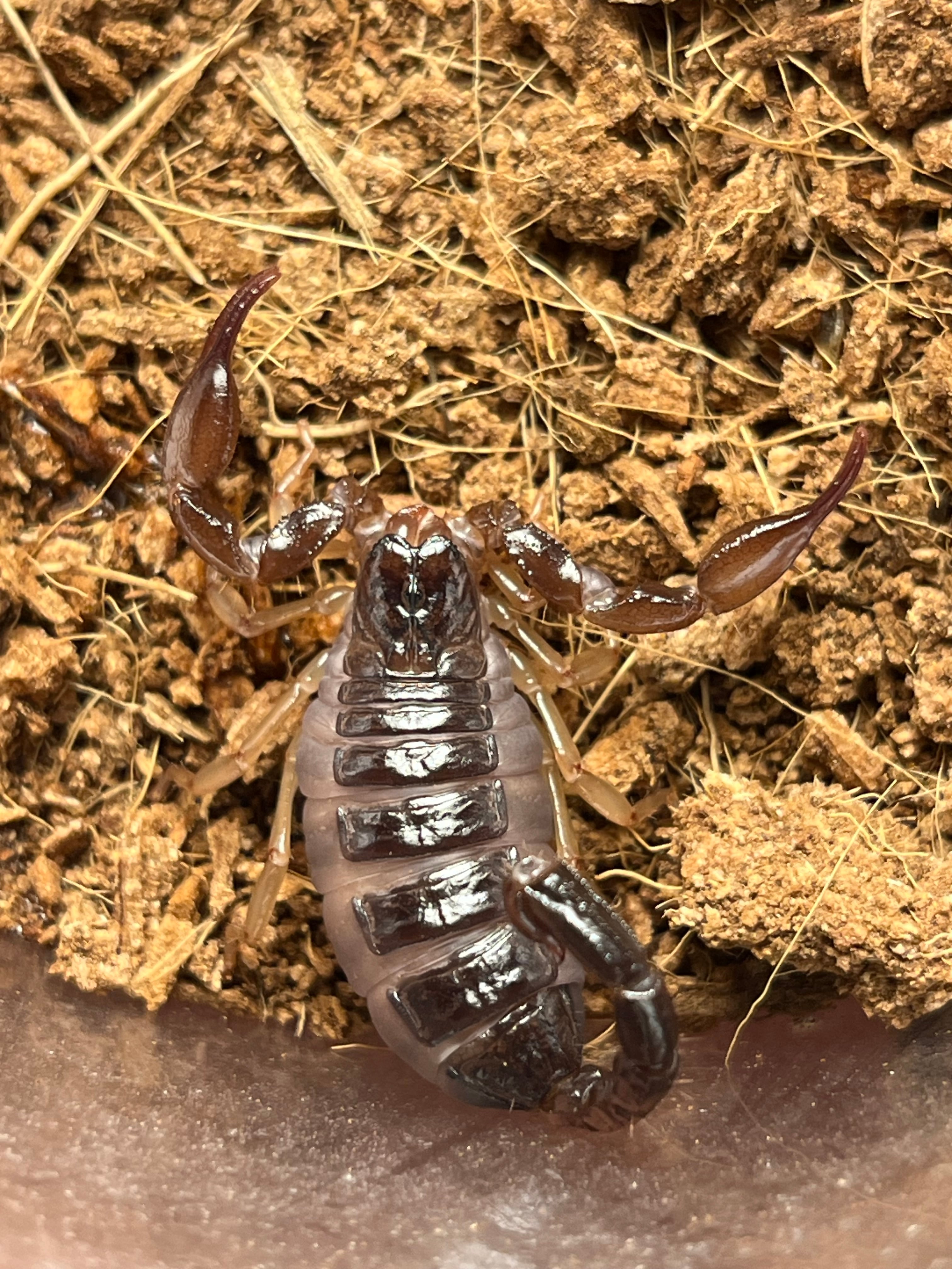 ネボホワイトスコーピオン 全長3cm程タランチュラサソリカマキリムカデ