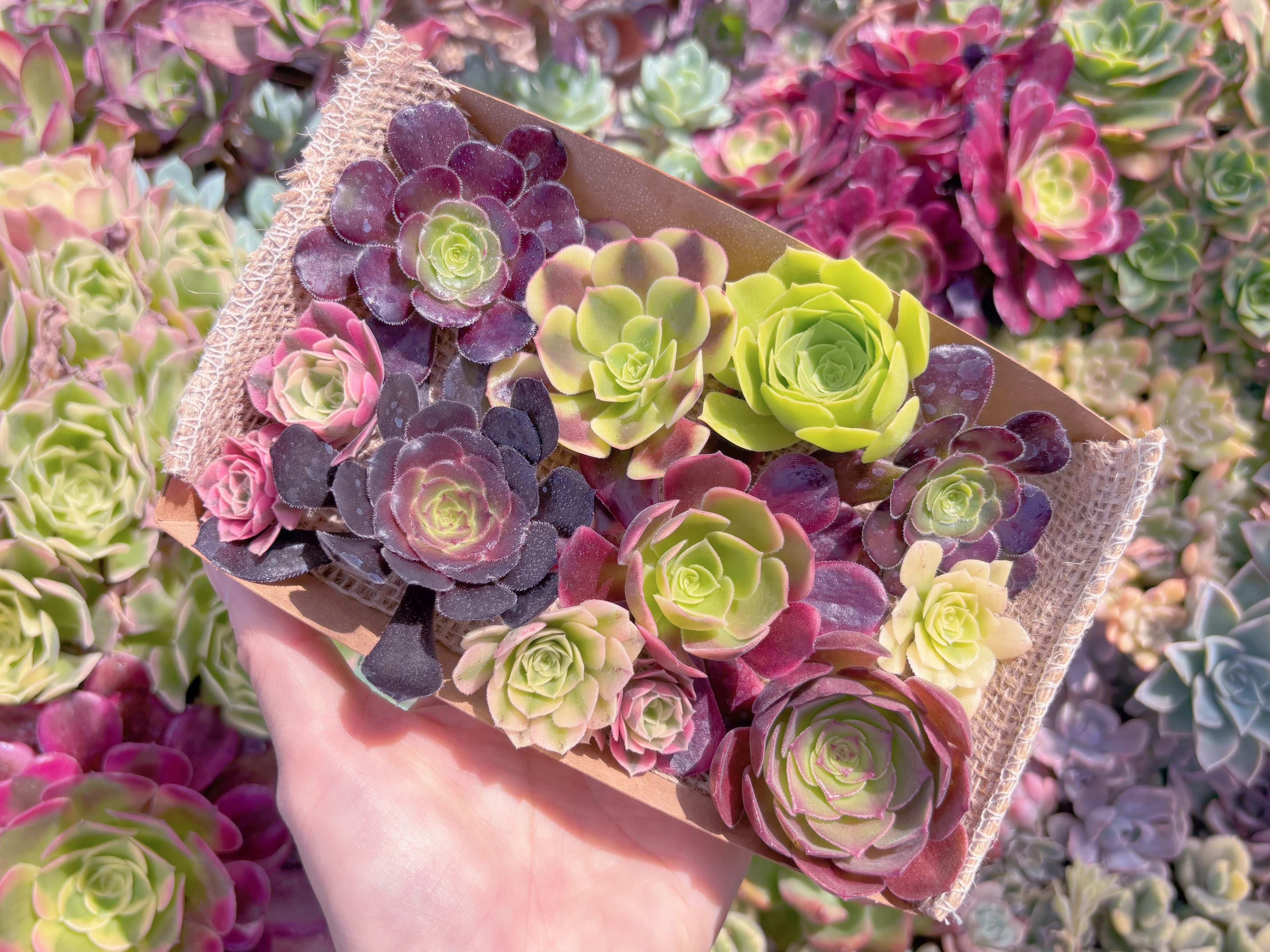 現品　寄せ植えセット#B70　るる農園