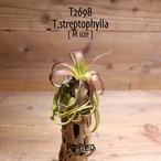【送料無料】streptophylla M〔エアプランツ〕現品発送T2698
