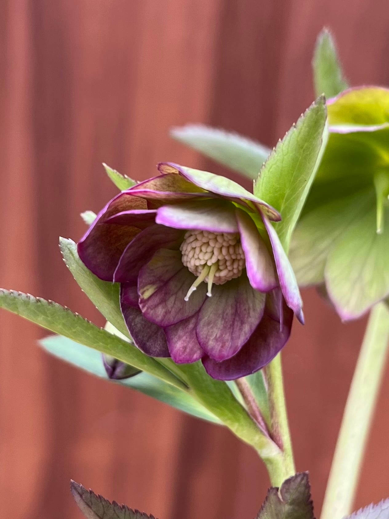 クリスマスローズ 現状蕾 極小輪 株分け前提 クリスマスローズ 原種