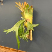 ビカクシダ Platycerium willinckii 板付け【347】【再撮影】