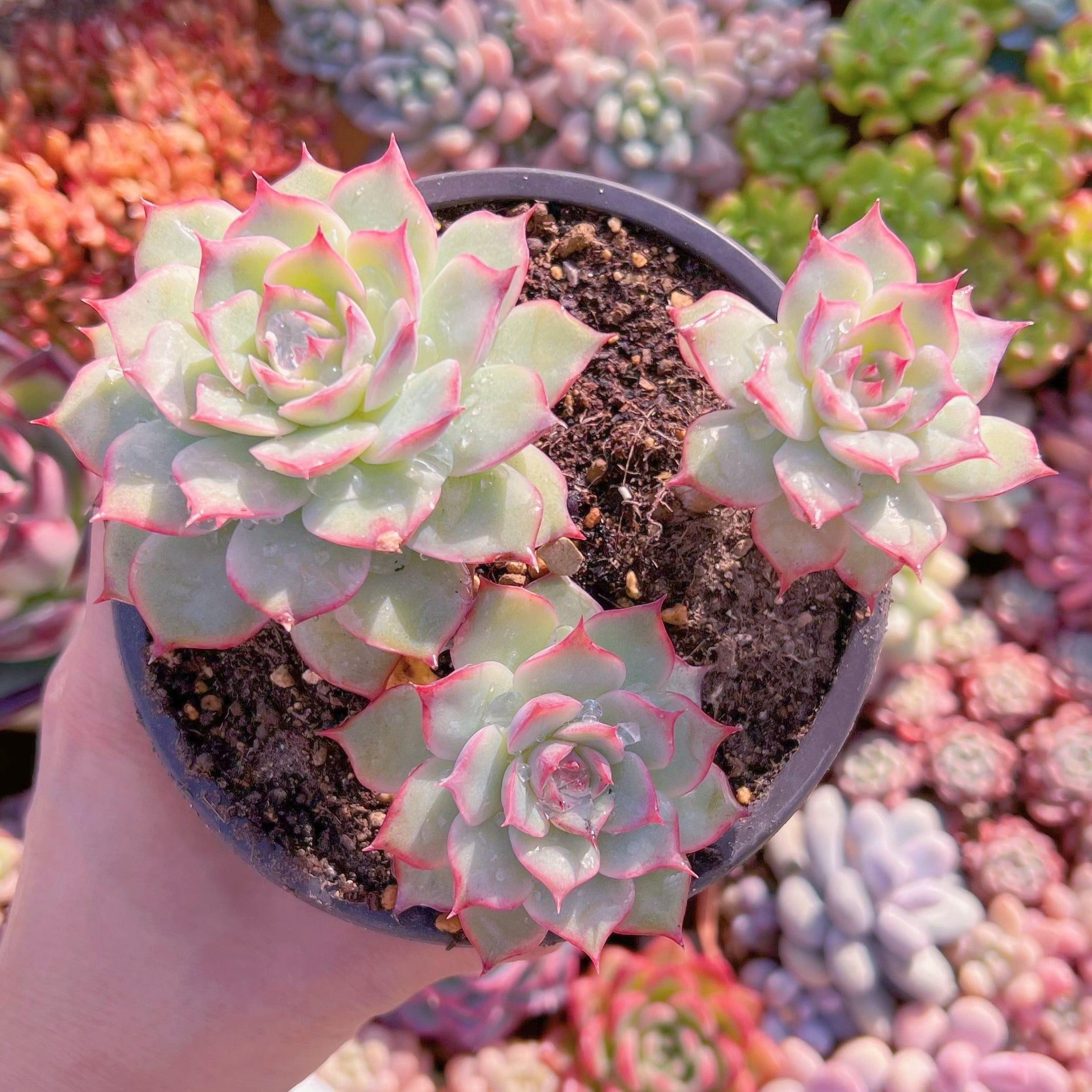 現品　シルエット#016　新入荷　るる農園