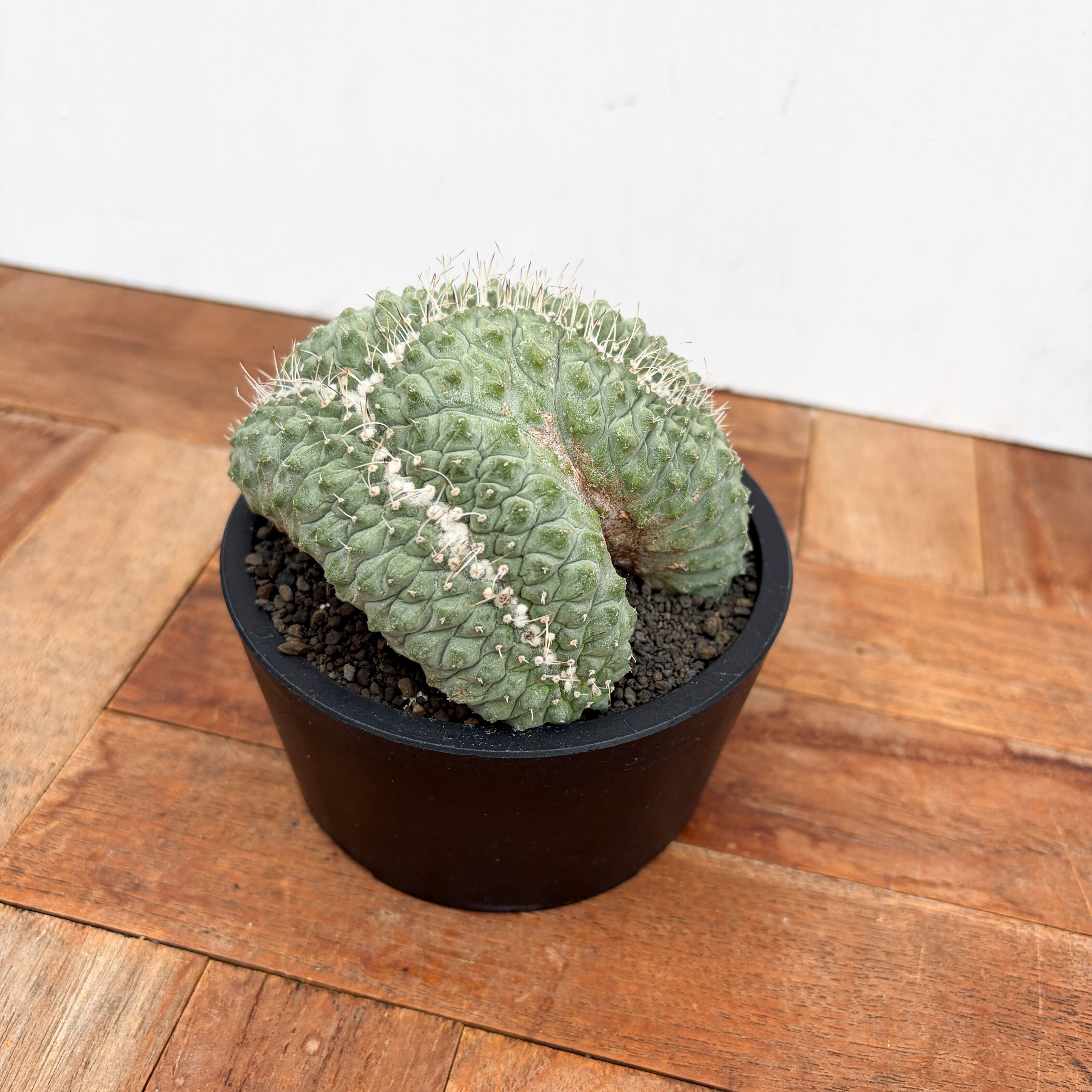Storombocactus disciformis【ストロンボカクタス・菊水綴化