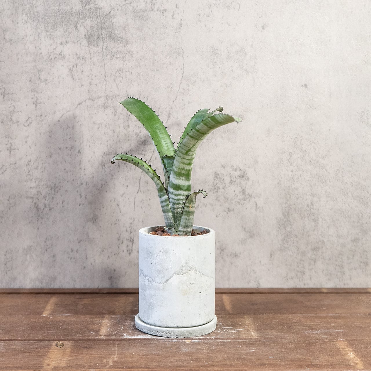 ビルベルギア｜独特の縞模様と波打つ葉が魅力の観葉植物【手づくりモルタル鉢】