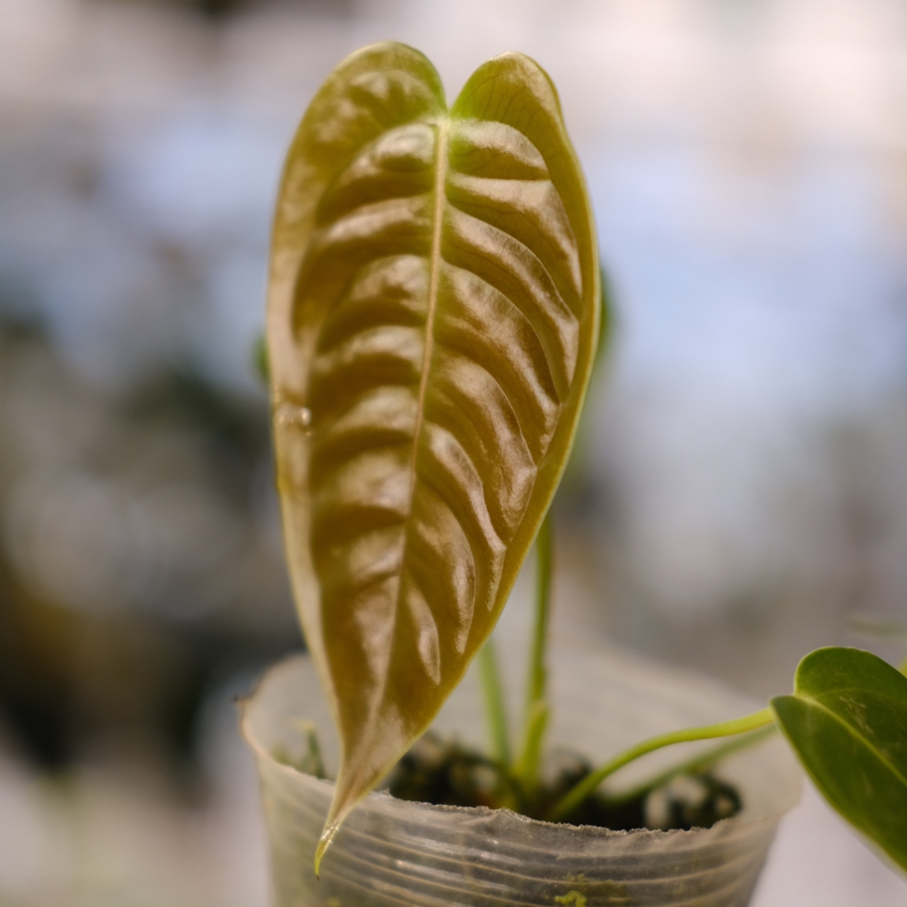 アンスリウム・ベイチー / Anthurium Veitchii / 観葉植物⑪