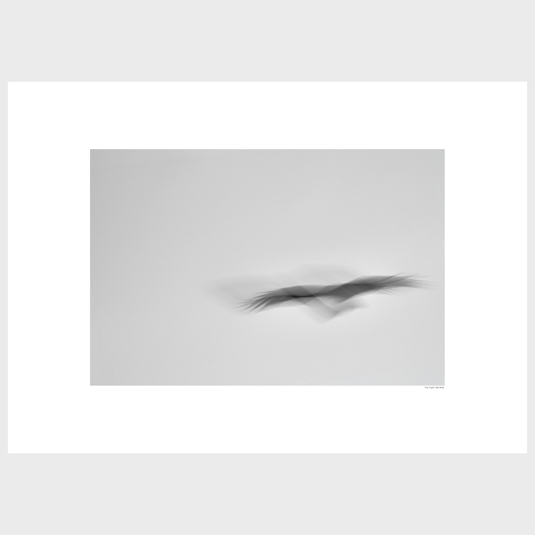 "The Flight" 飛翔