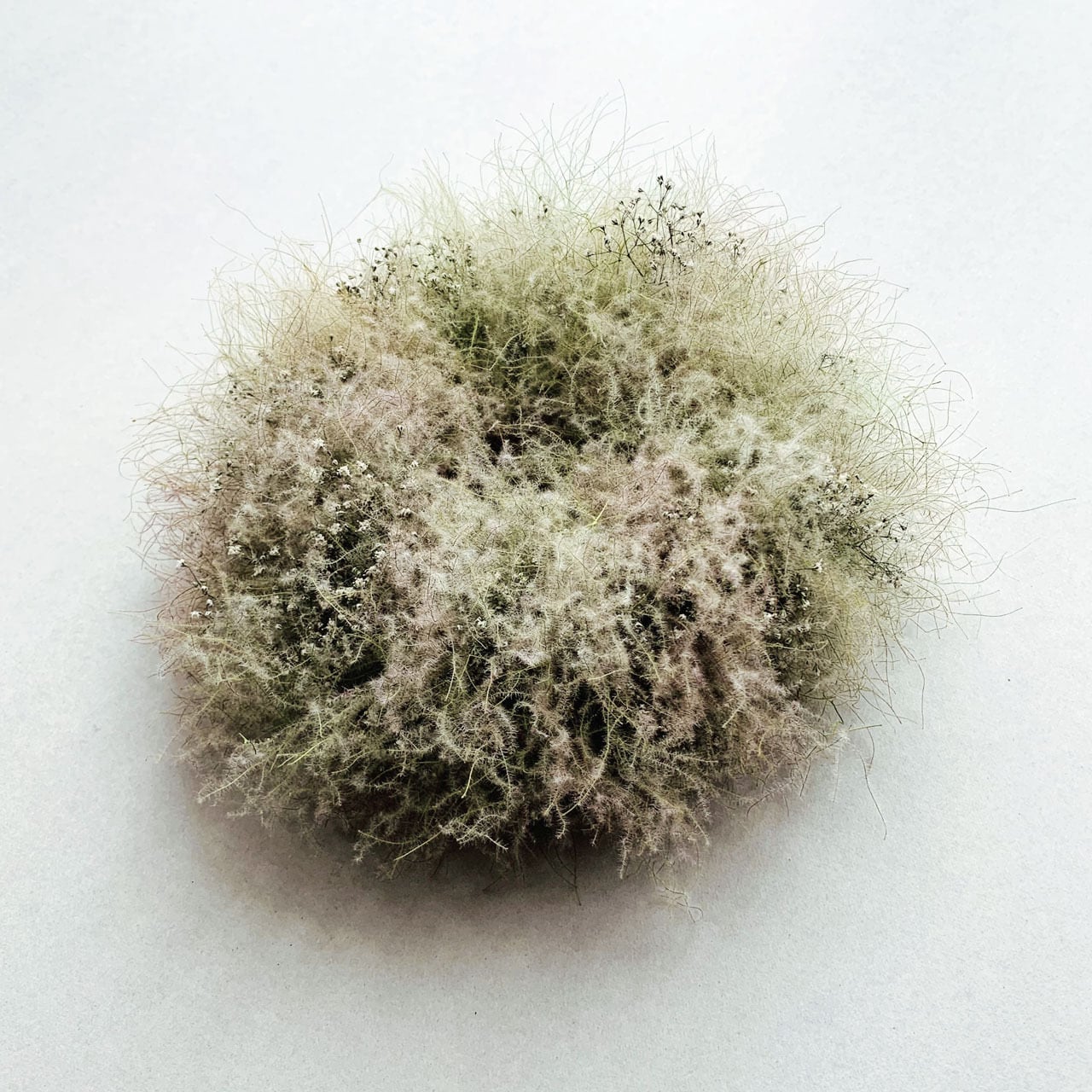 スモークツリー かすみ草 リースpg