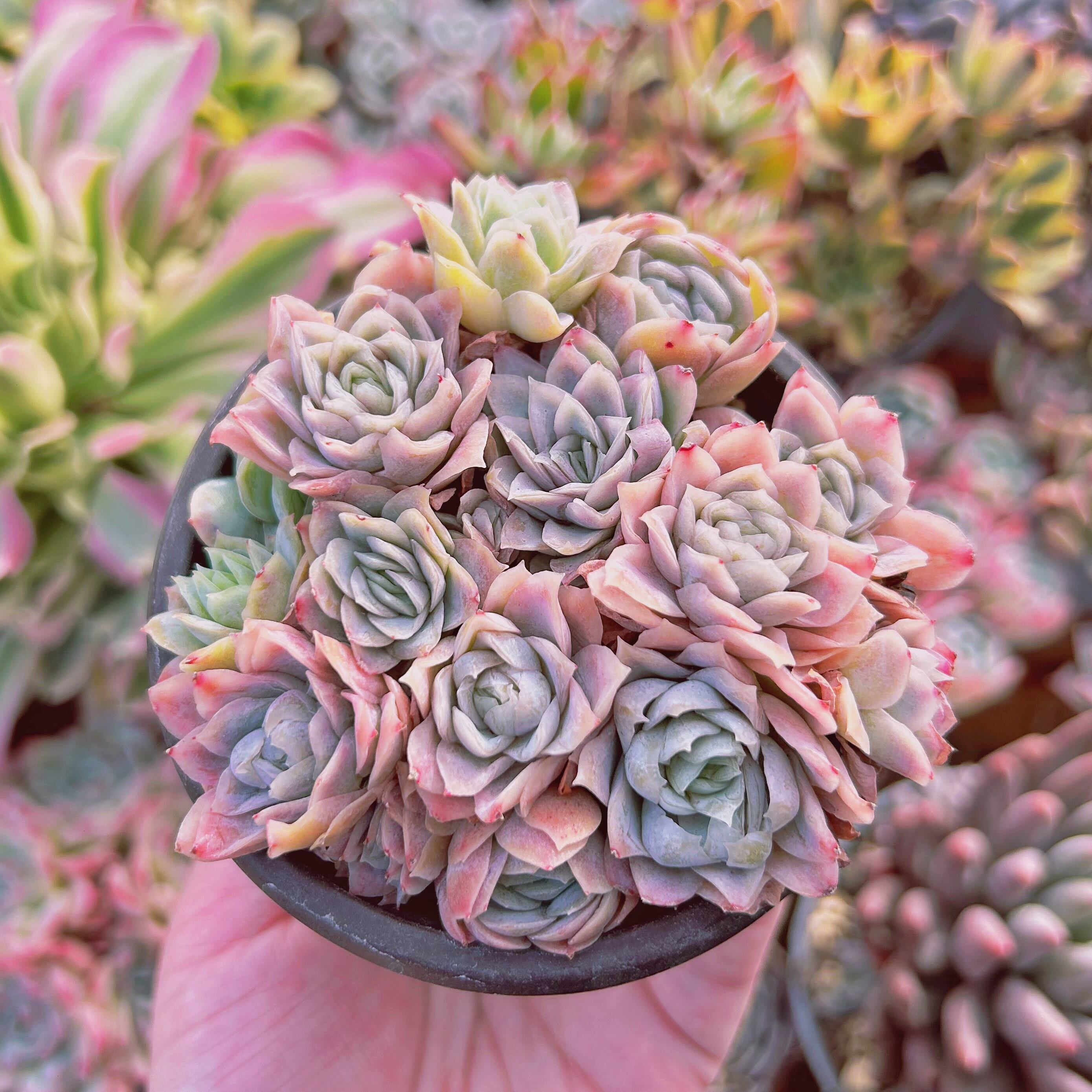 現物　多肉植物　クィーンローズ覆輪錦　抜き苗