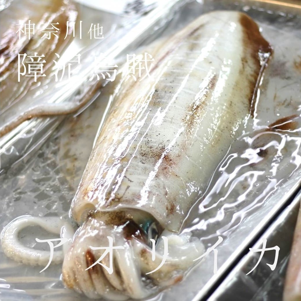 豊洲直送　鮮魚【アオリイカ１K】　okawari　冷蔵　アオリイカ　約１キロ　他　神奈川　豊洲直送の高級海産物をお届け