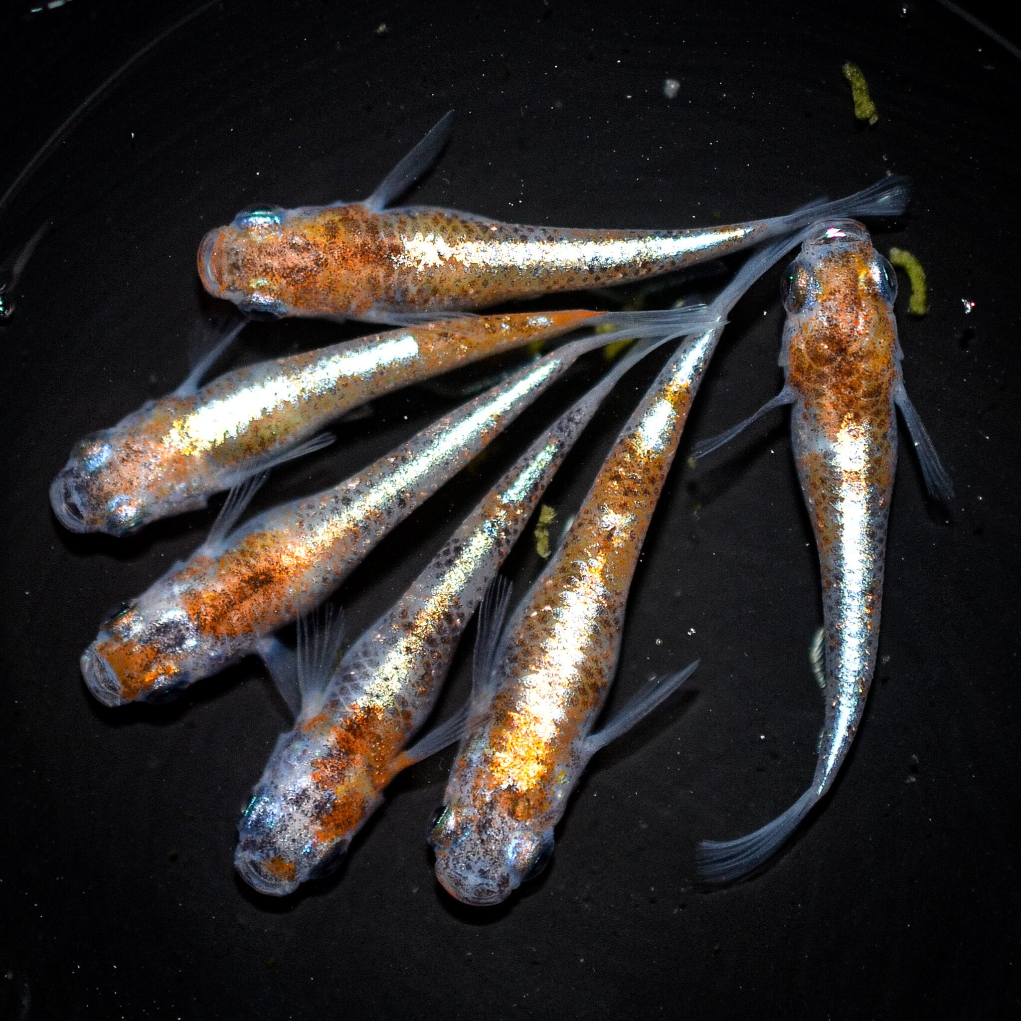 三色ラメサファイア 若魚（2022年産まれ） オス2 メス2(現物出品) ikahoff