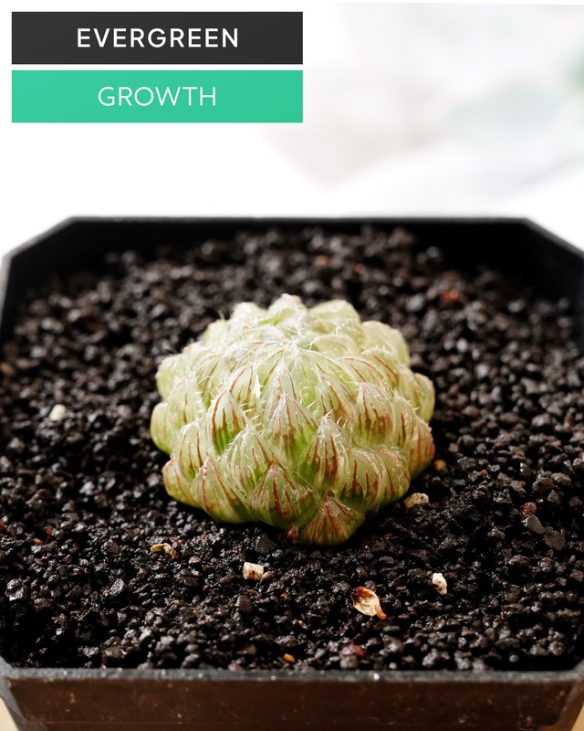 カット苗 ハオルチア エメラルドLED M Haworthia 'Emerald LED Variegated'