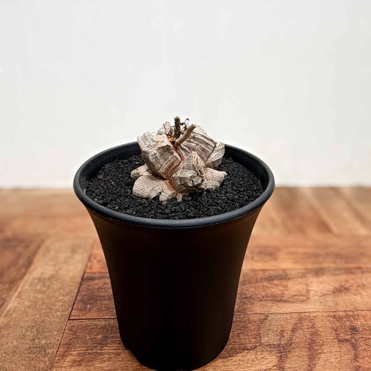 Dioscorea elephantipes【ディオスコレア・亀甲竜】