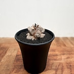 Dioscorea elephantipes【ディオスコレア・亀甲竜】