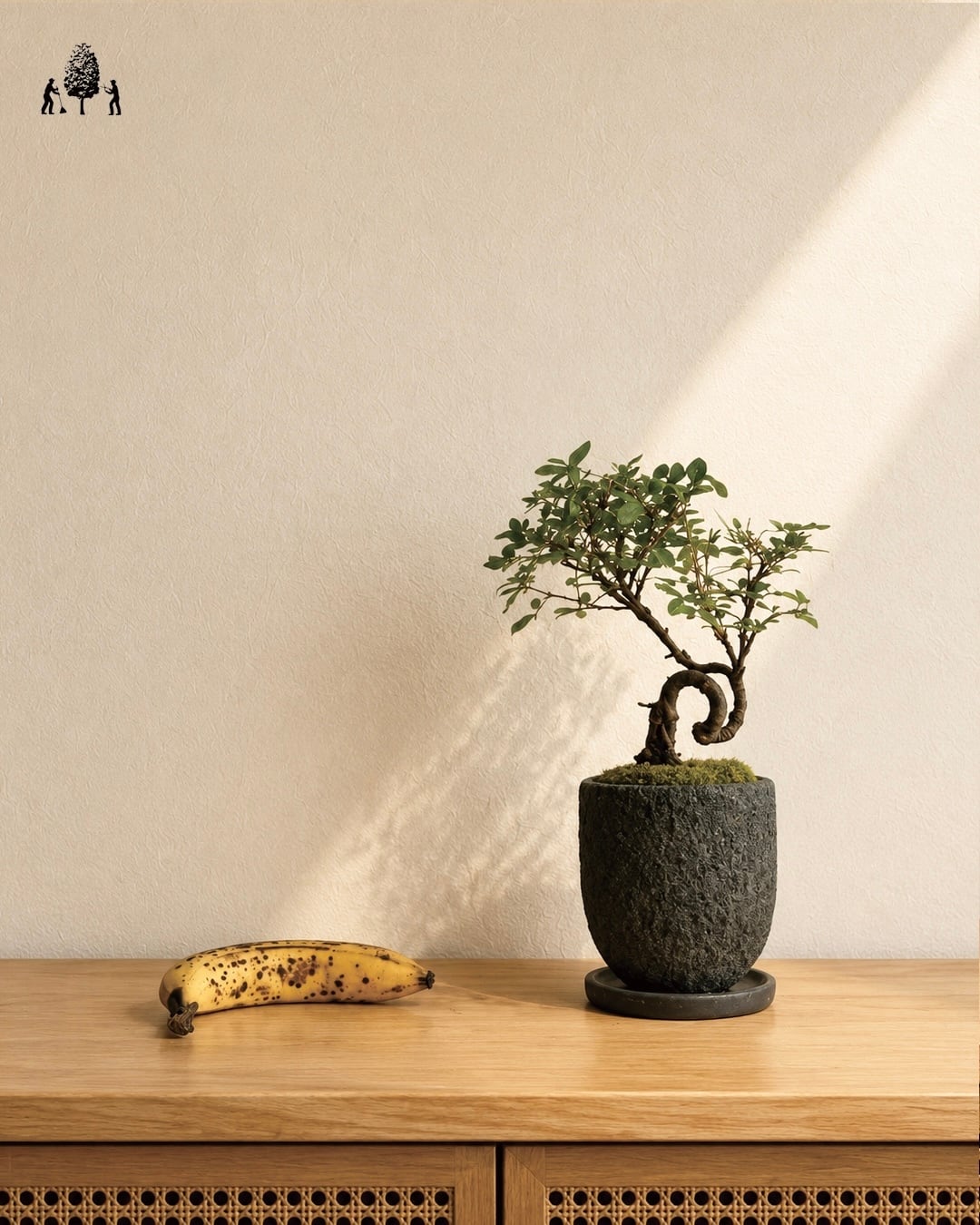 赤松半懸崖 | Just boning Premium Bonsai by Season's Green NIWATEN