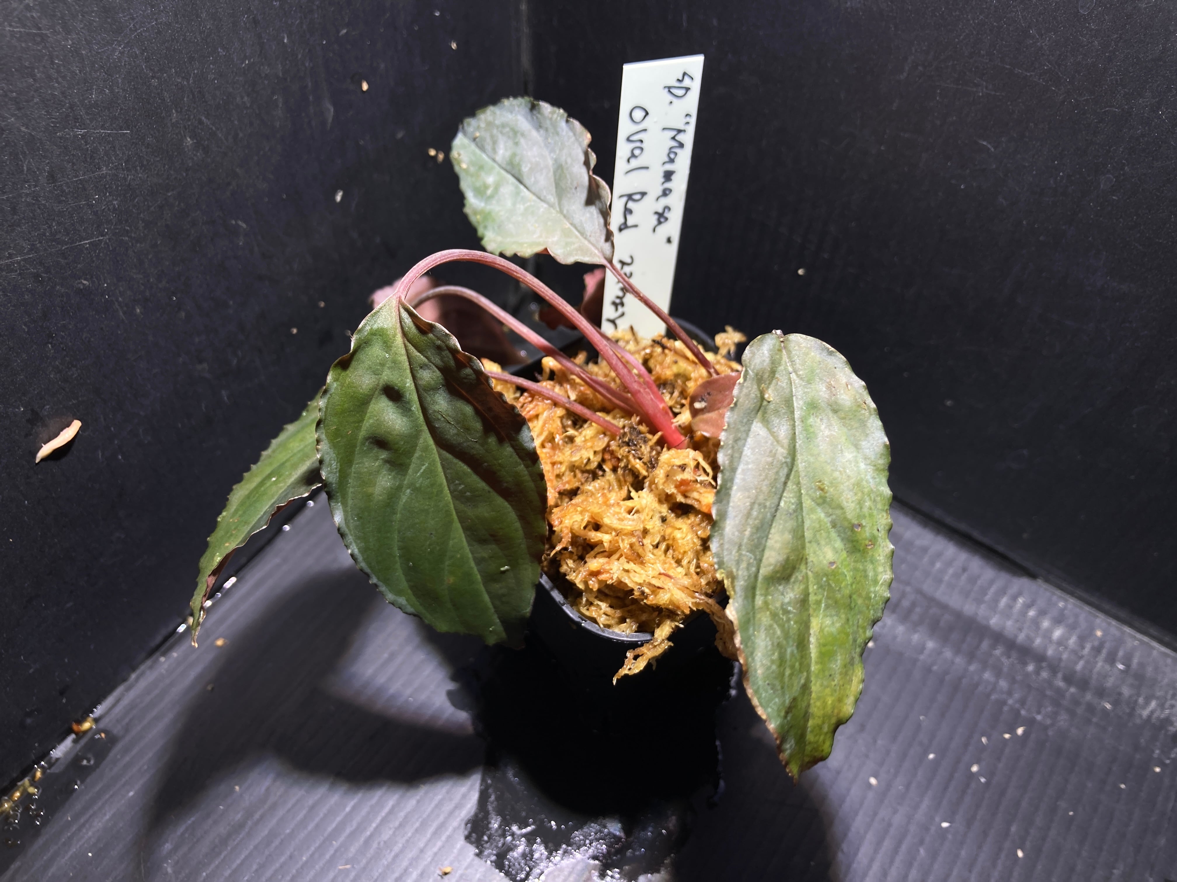 ホマロメナ | AquaFocus