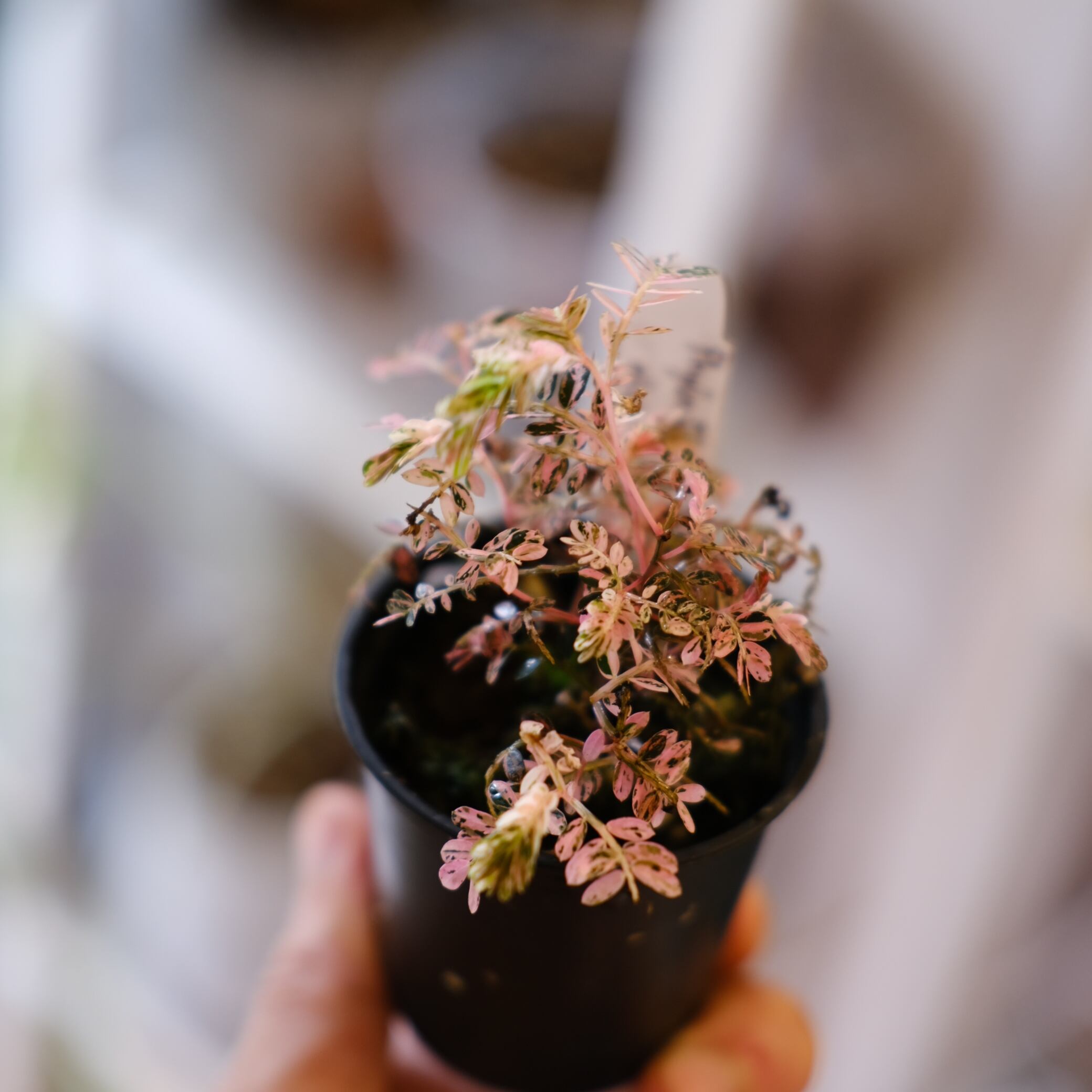 Phyllanthus urinaria 'Pink Variegated'│フィランサス・ウリナリア