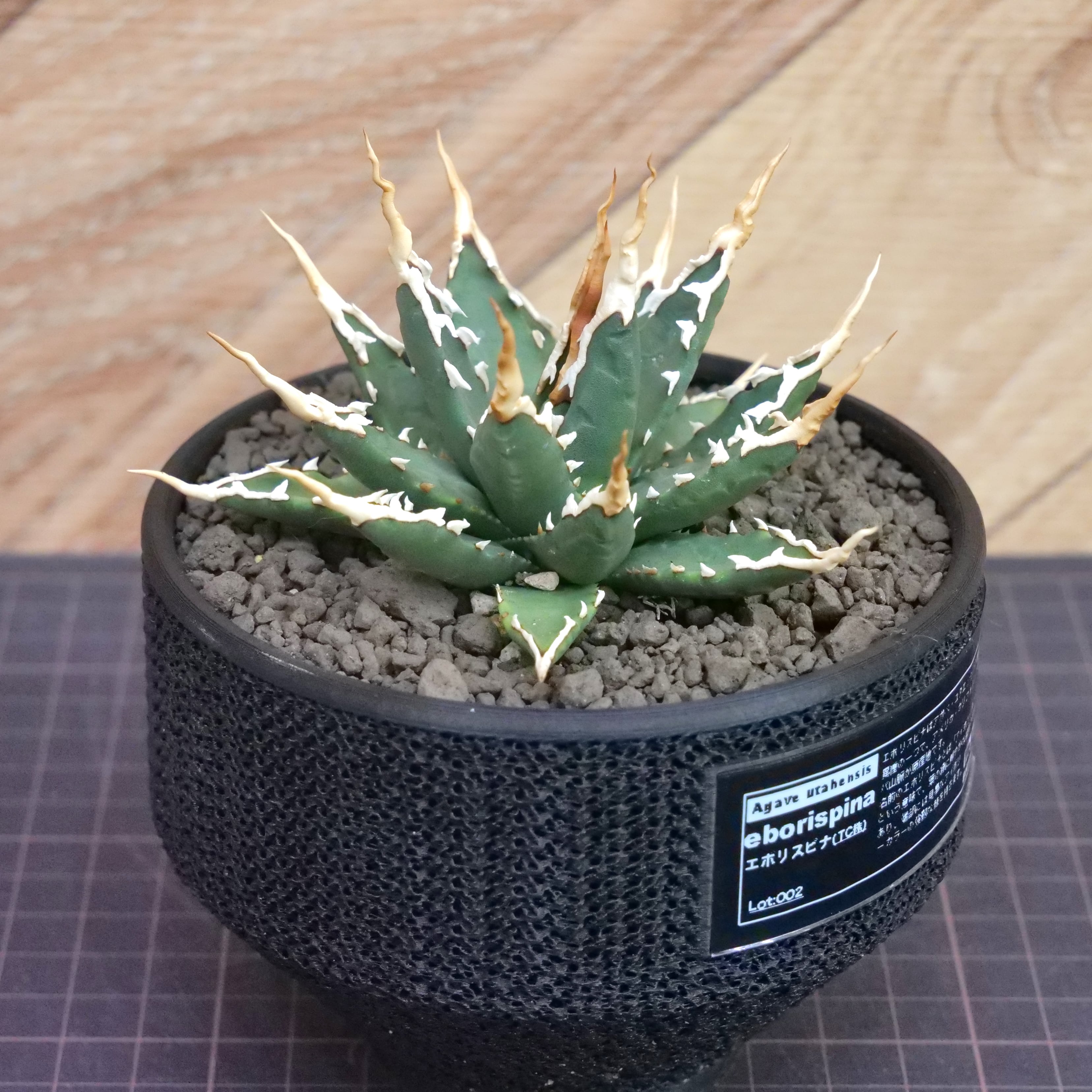 Agave utahensis eborispina アガベ エボリスピナ（実生3年） / 中株