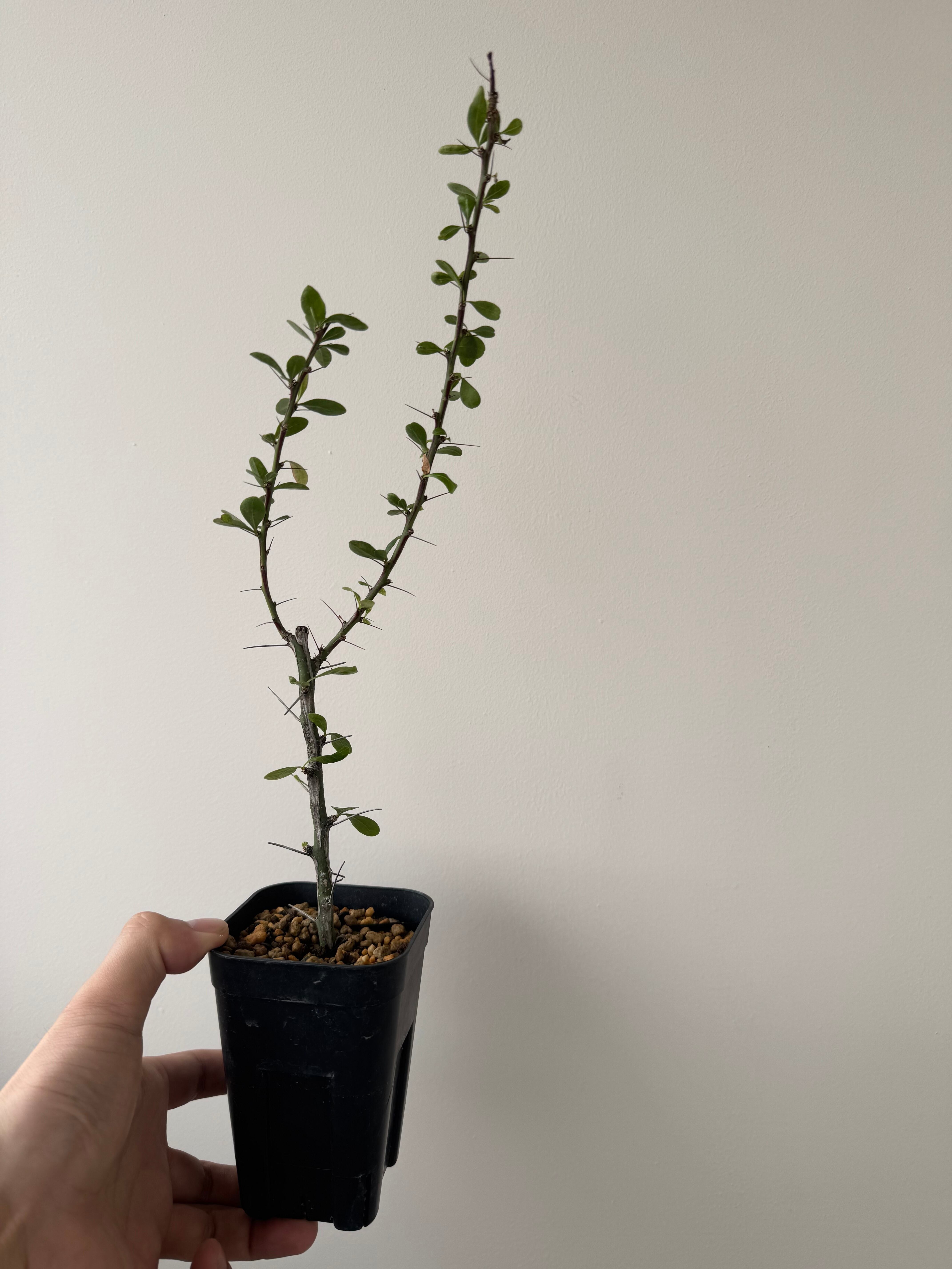 【新着】Fouquieria fasciculata 2【激レア塊根】フォークイエリア ファシクラータ