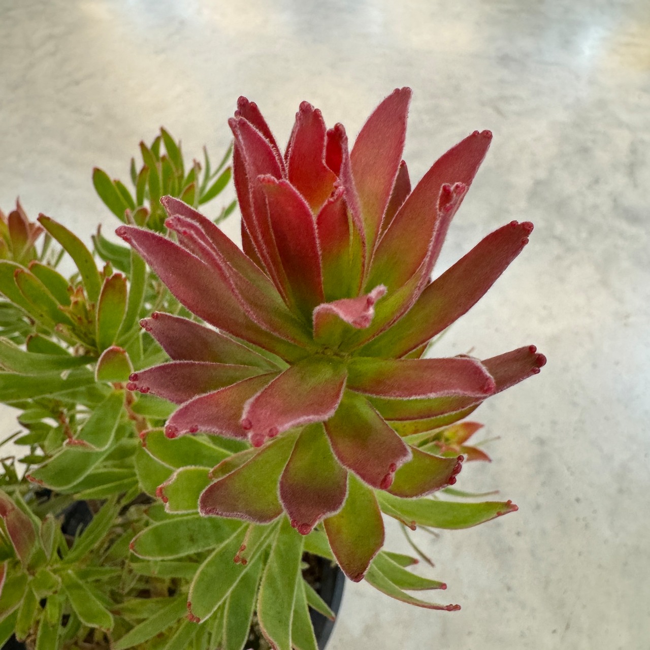 ミメテス　クラッカージャックレッド【988】