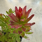 ミメテス　クラッカージャックレッド【988】